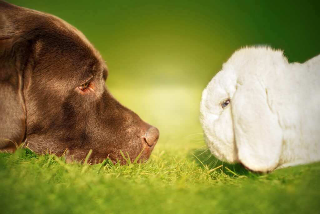 Can Rabbits and Dogs be Friends?